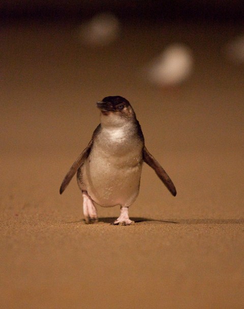 Little Penguin on the beach