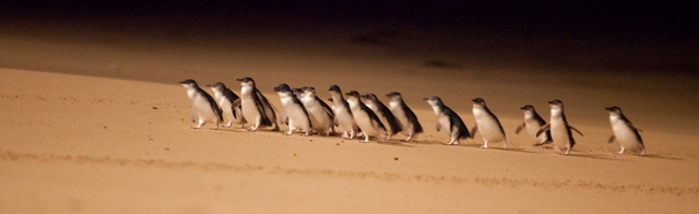 A waddle of Little Penguins crossing the beach