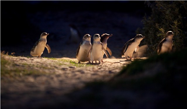 Little Penguins are heading to their nests